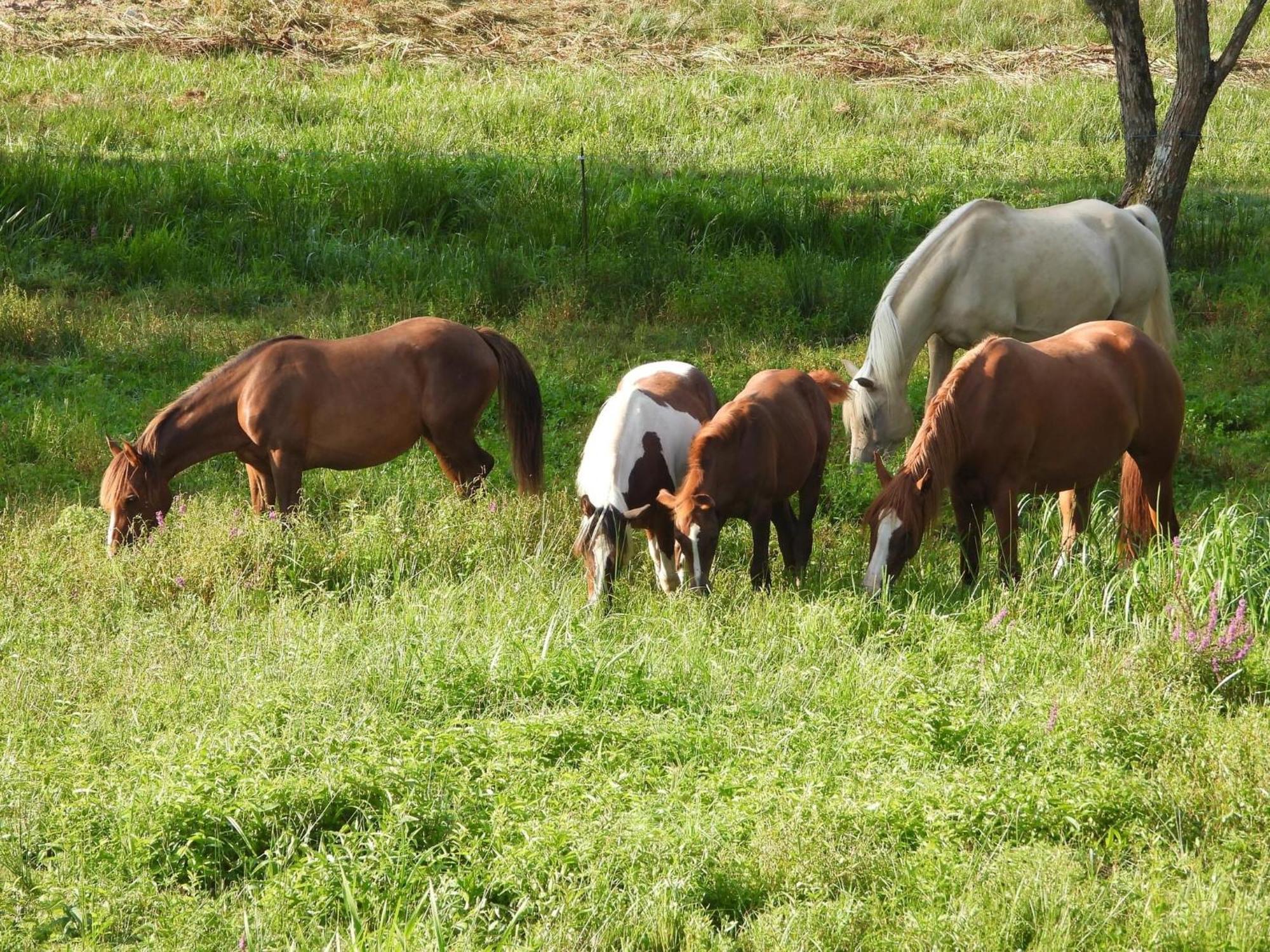 Maison D'Hotes En Pleine Nature Avec Chevaux Soucht Exterior foto